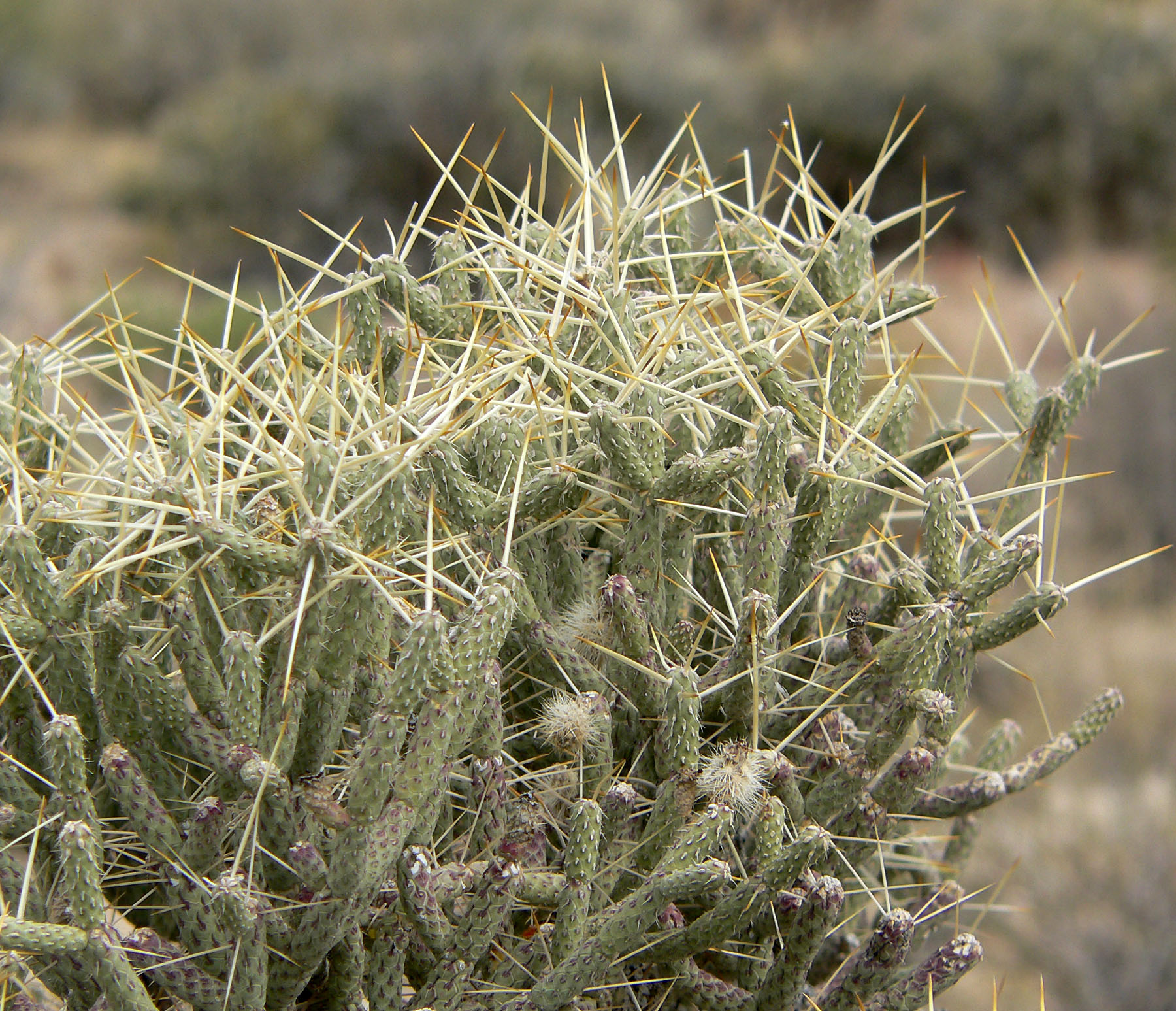 Cylindropuntia ramosissima 7.jpg