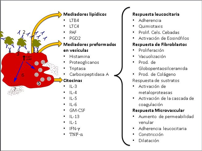 Algunos mediadores de una célula cebada y las respuestas que provocan en diferentes medios. IL:Interleucina; GM-CSF:Factor estimulador de colonias monociticas y granulociticas; IFN:Interferon; TNF:Factor de Necrosis Tumoral; IgE: Inmunoglobulina E; LTB4:Leucotrieno B4; PAF:Factor Activador de plaquetas; PGD2: Prostaglandina D2; Prolif: Proliferación; Cels: Células; Prod: Producción.