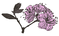 Archivo:Rhododendron mucronulatum turcz