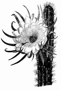 Archivo:Cereus repandus