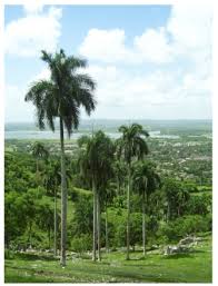 Archivo:Paisaje de Tamarindo