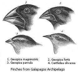Archivo:Darwin's finches