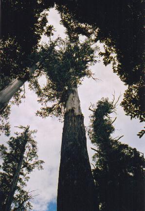 Archivo:Tasmania logging 02 Worlds tallest flowering plant
