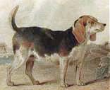 Archivo:Beagle ancient