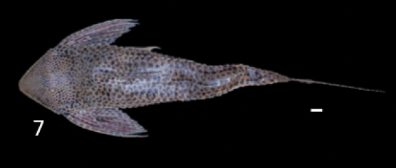 Fish fauna (10.3897-zookeys.875.31977) Figure 9 7 Loricaria lentiginosa (cropped)
