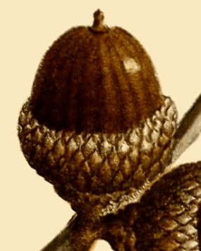 Archivo:NAS-021f Quercus ilicifolia acorn