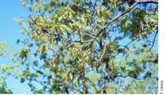 Quercus pauciradiata flowering specimen in early spring.jpg