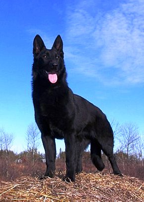 Black German Shepherd.jpg