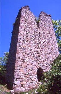 Tcavallera01.jpg