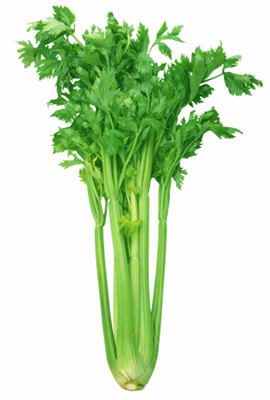 Archivo:Celery