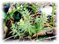 Galium californicum sierrae.jpg