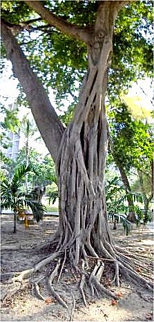 Archivo:Higuerote (Coussapoa pittieri, parasitic tree)