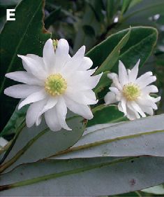 Flowers of Drimys granadensis.jpg