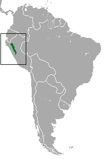 Distribución del mico nocturno peruano