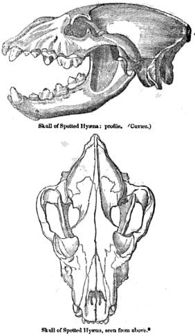 Archivo:Crocuta crocuta skull by Cuvier