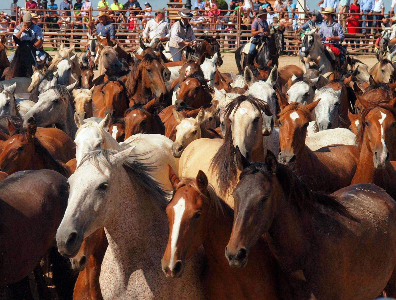 Saca de las Yeguas (14564390216).jpg