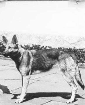 Archivo:Bundesarchiv B 145 Bild-F051673-0059, Adolf Hitler und Blondi auf dem Berghof (cropped)