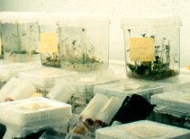 Cultivo de tejidos in vitro de plantas de patata.