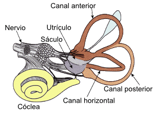 Archivo:VestibularSystem