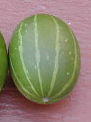 Archivo:Cucurbita maxima subsp. andreana (zapallito amargo)