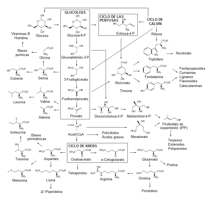 Archivo:Mapa de metabolitos secundarios