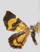 Hagnagora vittata male.jpg