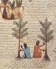 Arboriculture Mediaeval Islam.jpg