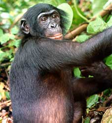 Archivo:Bonobo