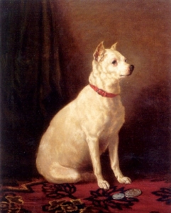 Archivo:Old English White Terrier