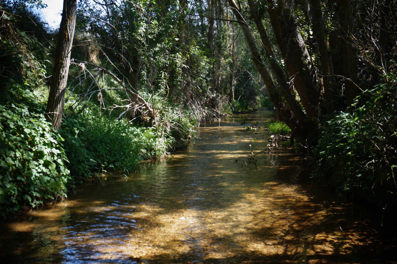 Río Pilde.jpg