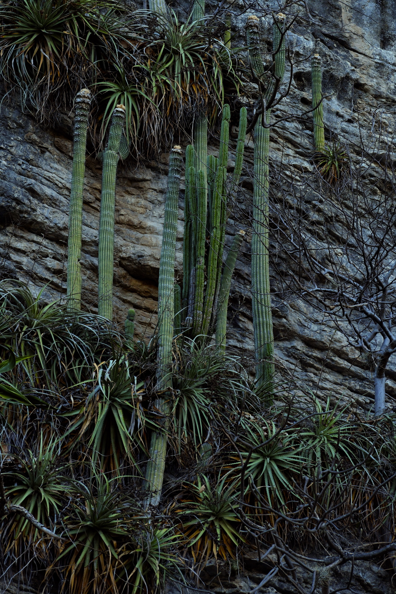 Cephalocereus apicicephalium.jpg
