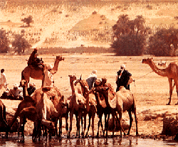 Archivo:Camels in Chad
