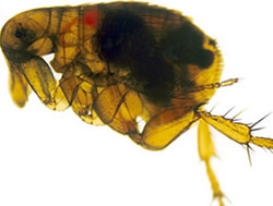 Archivo:Flea infected with yersinia pestis