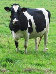 Archivo:Hato la Chiquinquira - Vaca lechera