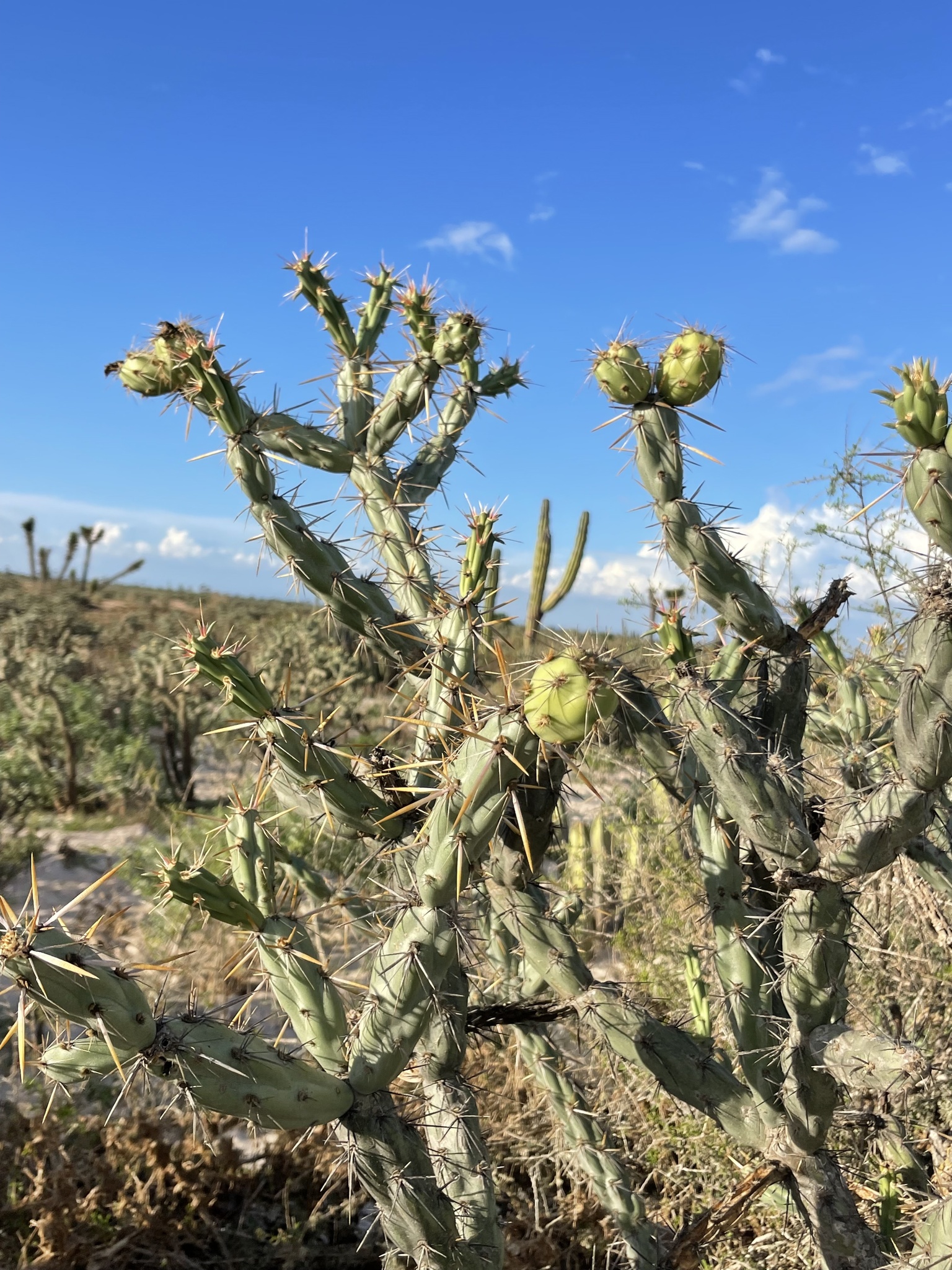 Cylindropuntia calmalliana 237480405.jpg