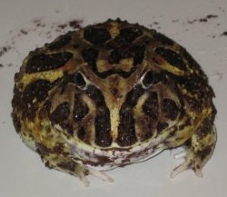 Cranwell's horned frog.jpg