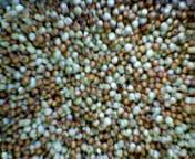 Archivo:Finger millet grains of mixed color