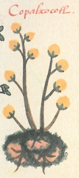Libellus de medicinalibus Indorum herbis f. 56v detail copal.jpg