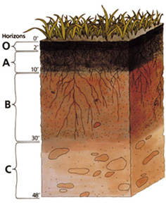Archivo:Soil profile