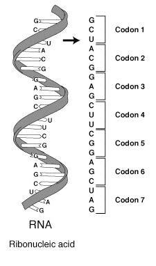Archivo:RNA-codon