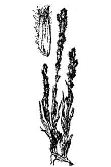 Orcuttia pilosa.jpg