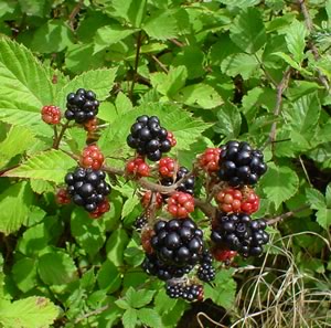 Archivo:Blackberries on bush
