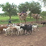 Archivo:Niger nomads flee drought 16 aug 2005