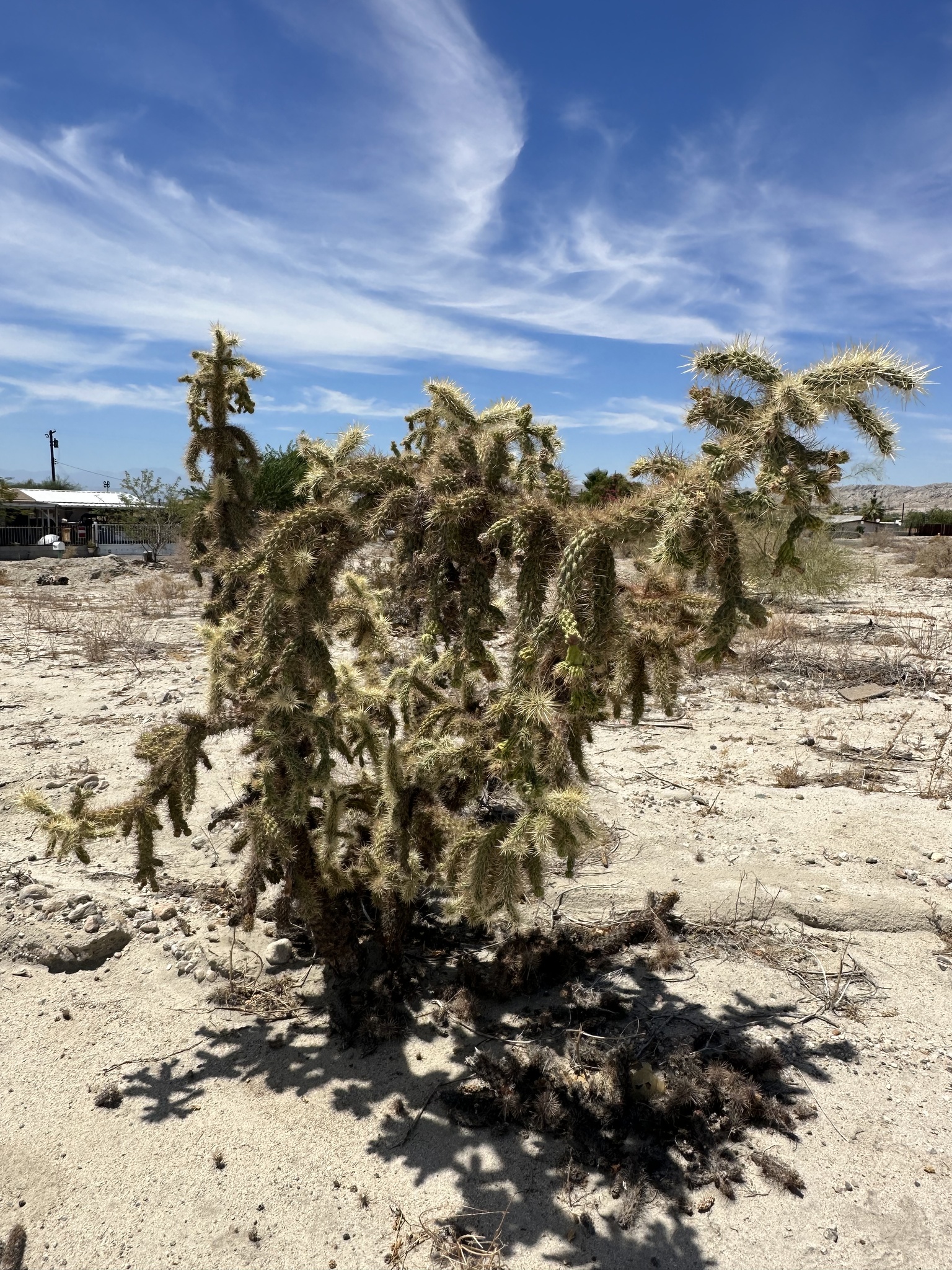 Cylindropuntia munzii 1.jpeg