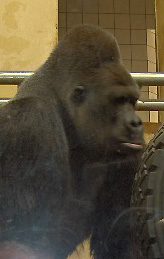Archivo:Gorilla beringei graueri01
