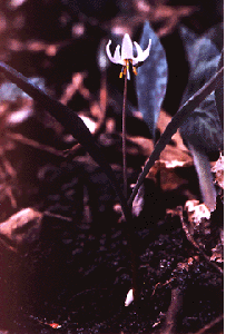 Archivo:Erythronium propullans