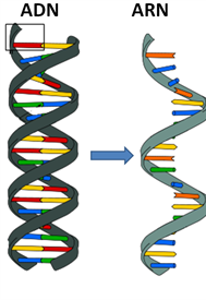 Archivo:ADN-ARN