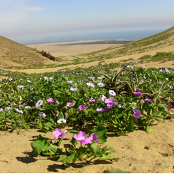 Flora de la Loma Ochiputur.jpg