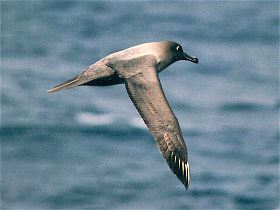 Archivo:Light sooty albatross flying