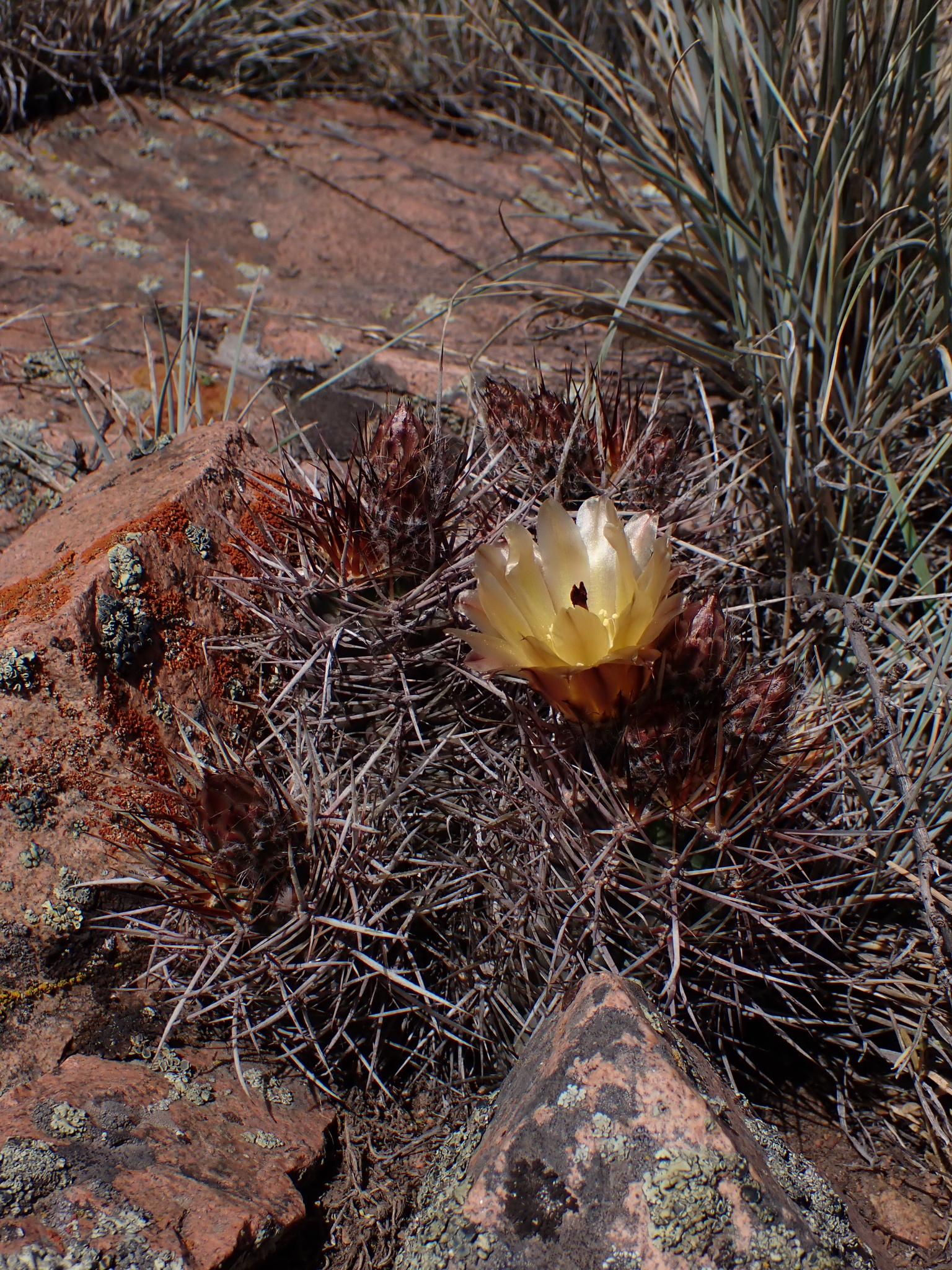 Austrocactus philippii2.jpg